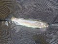 Cross Fork Trout3